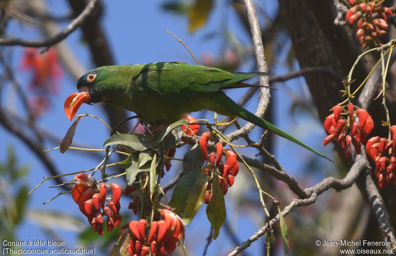 Blue-crowned Parakeet, eats