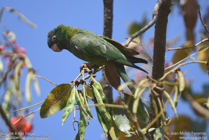 Blue-crowned Parakeet