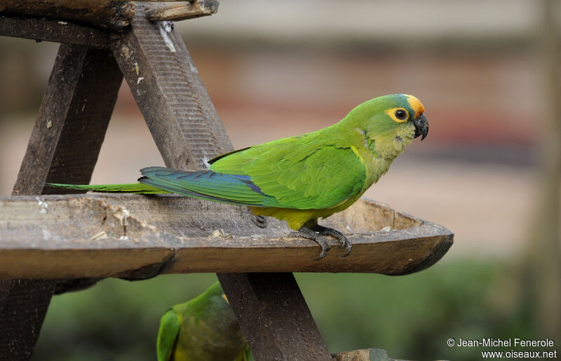 Peach-fronted Parakeet