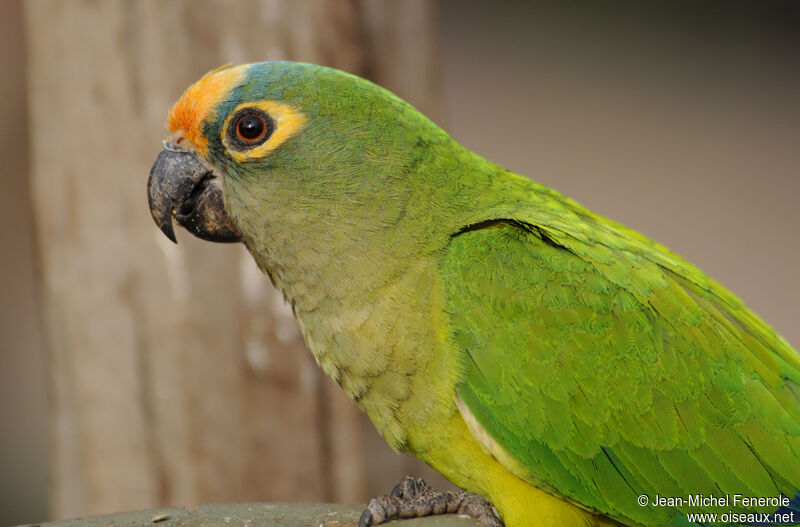 Peach-fronted Parakeet