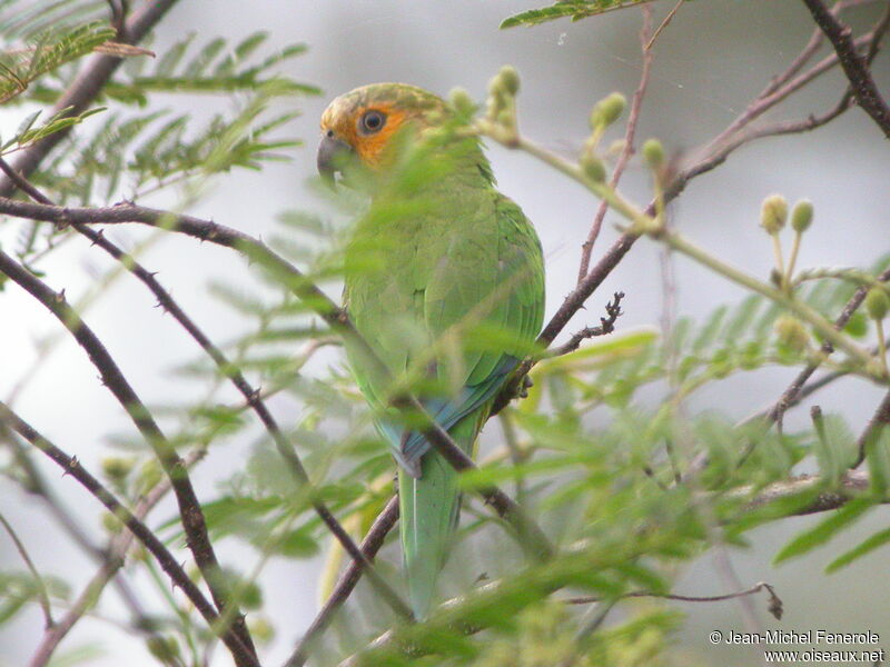 Brown-throated Parakeet