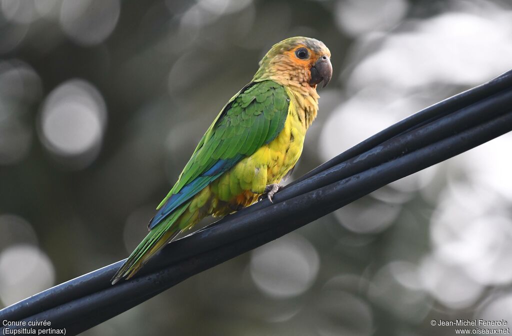 Conure cuivrée