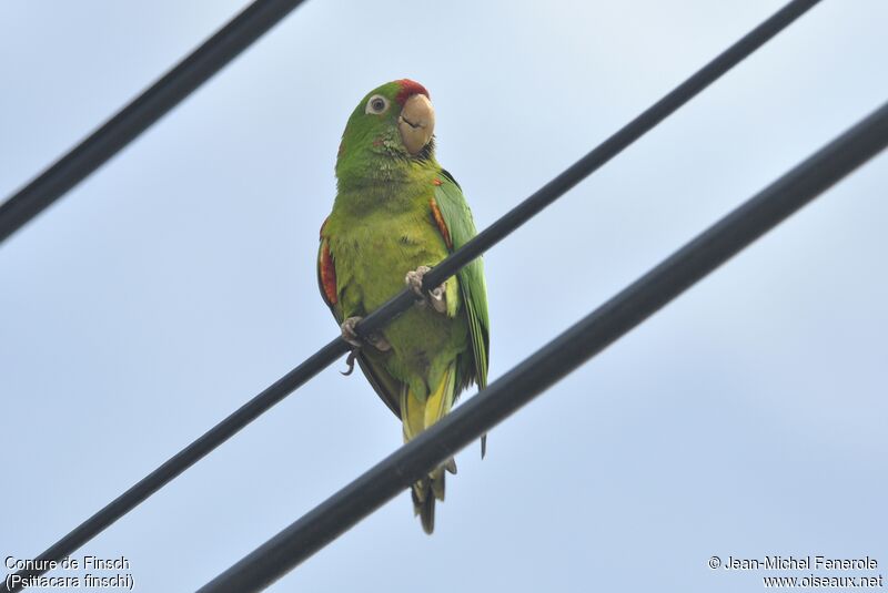 Finsch's Parakeet