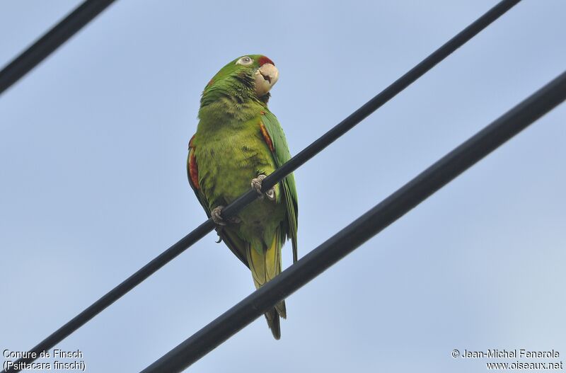 Conure de Finsch