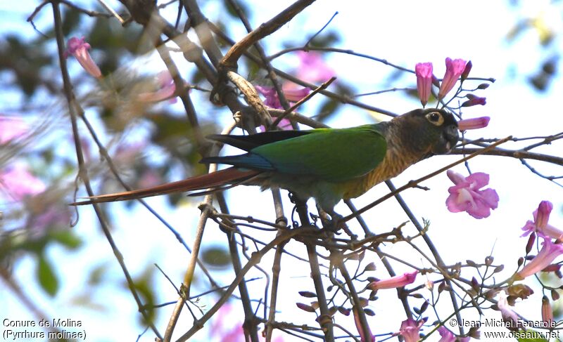 Green-cheeked Parakeet