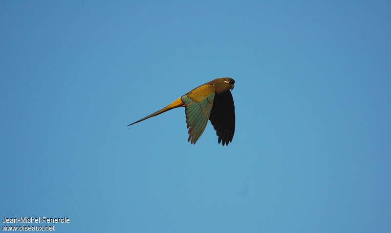 Burrowing Parrotadult, Flight