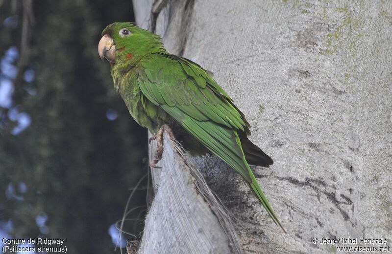 Pacific Parakeet