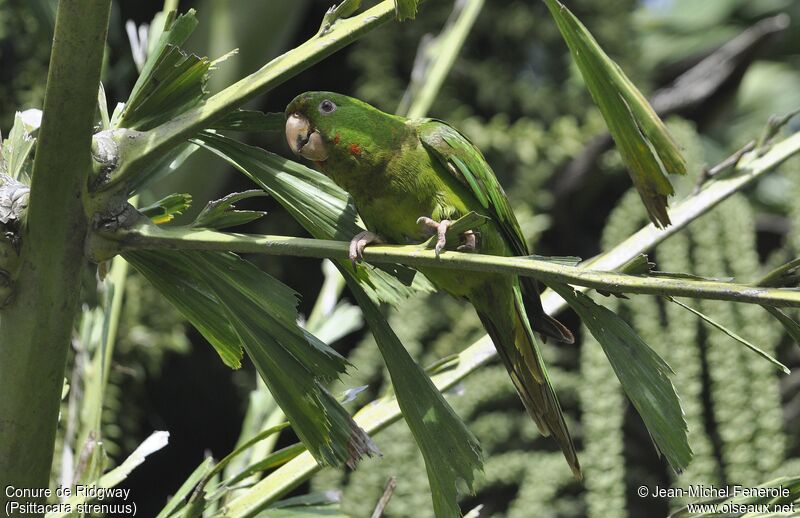 Conure de Ridgway