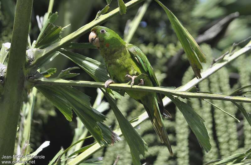 Conure de Ridgwayadulte, habitat, camouflage, pigmentation