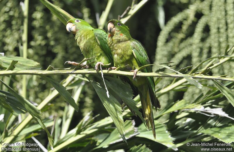 Conure de Ridgway