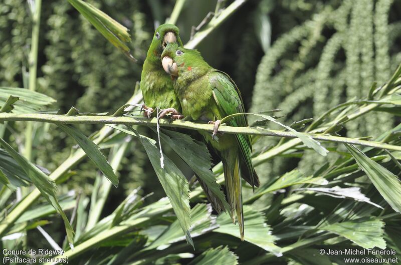 Pacific Parakeet