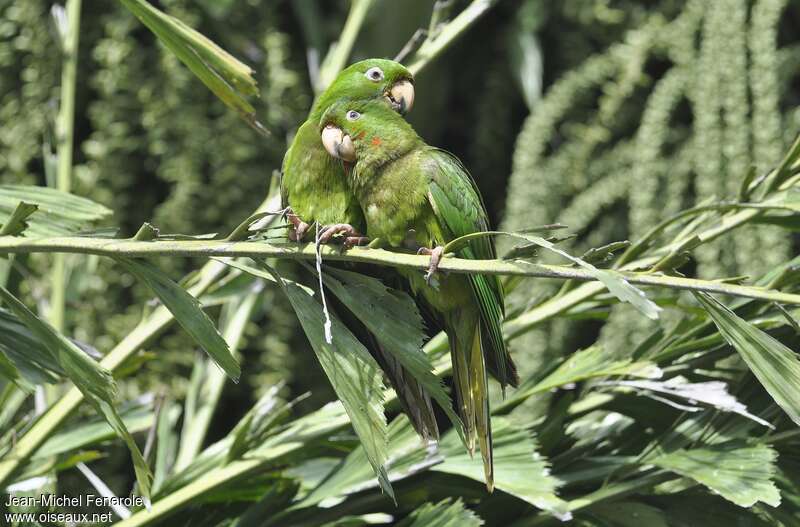 Conure de Ridgwayadulte, Comportement