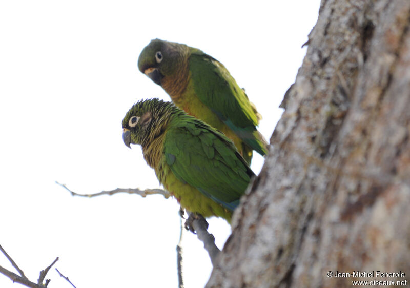 Conure de Vieillot