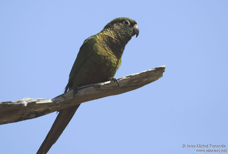 Conure de Vieillot