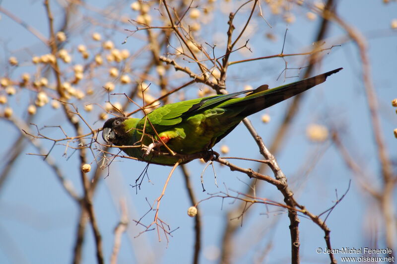 Conure nanday