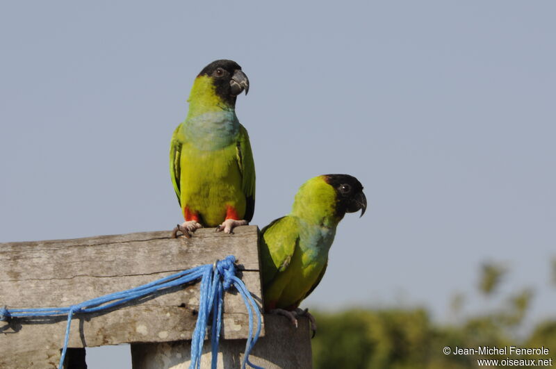 Conure nanday 