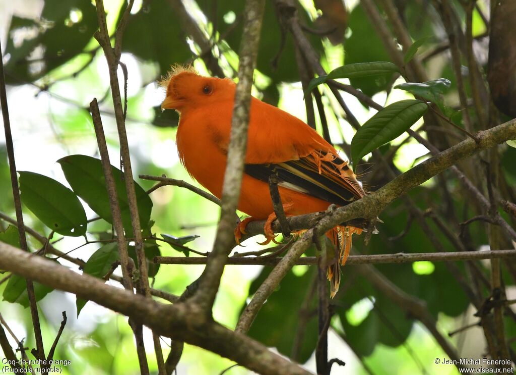 Coq-de-roche orange