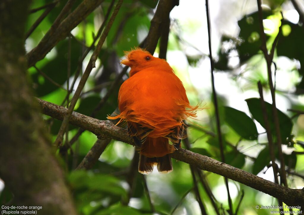 Coq-de-roche orange