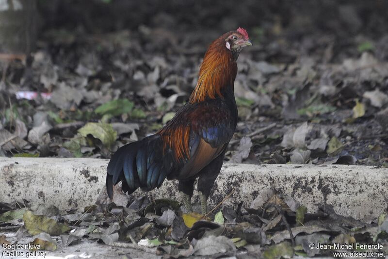 Red Junglefowl