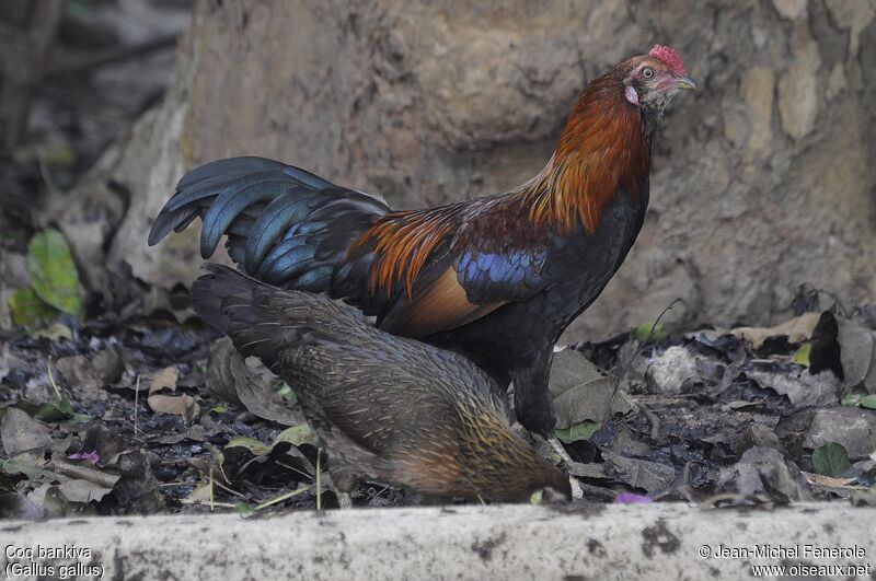 Red Junglefowl