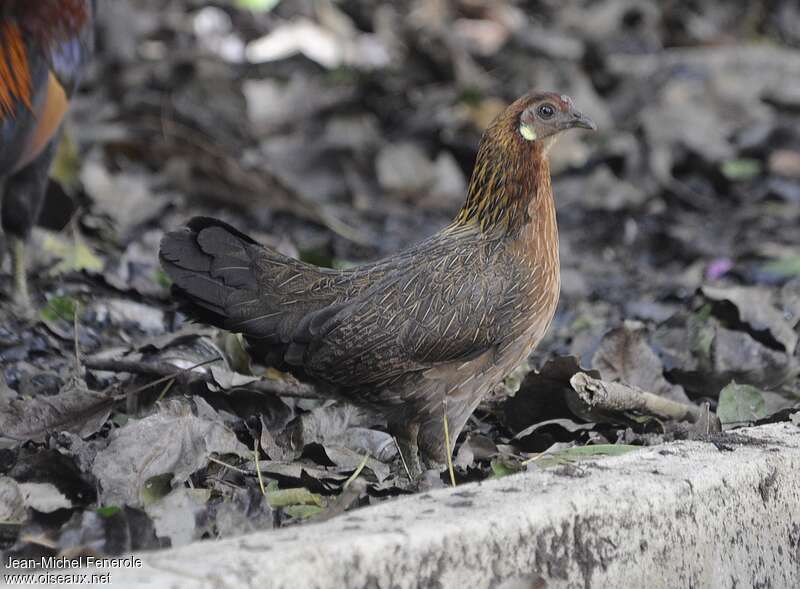 Coq bankiva femelle, identification