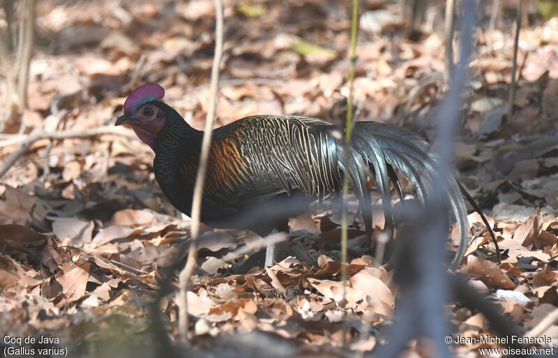 Green Junglefowl