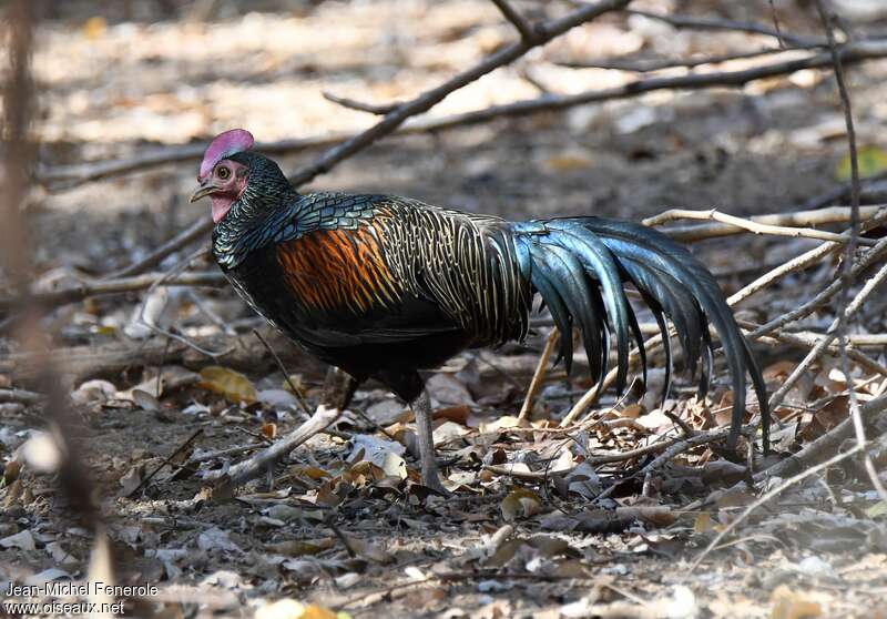 Green Junglefowl male adult, identification