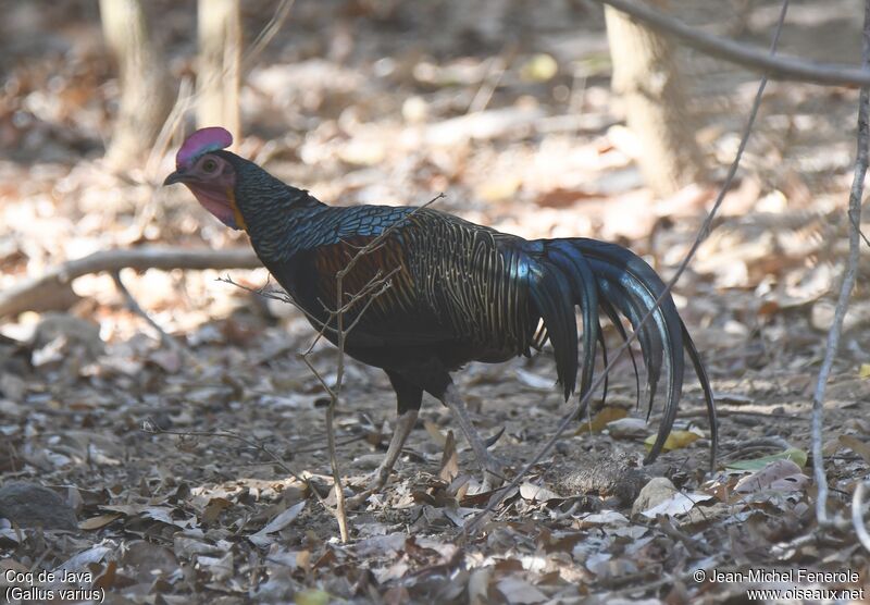 Green Junglefowl