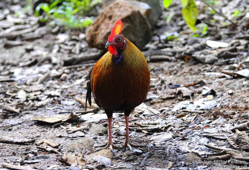 Sri Lanka Junglefowl male adult