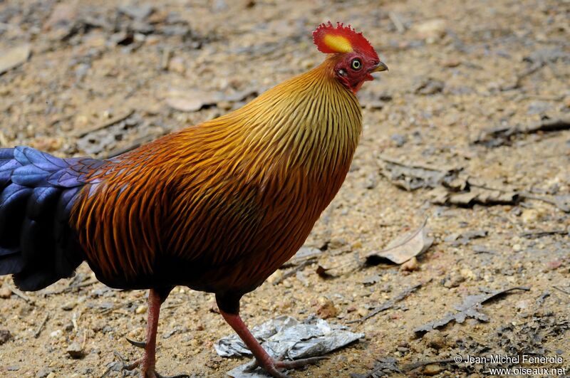 Coq de Lafayette mâle adulte