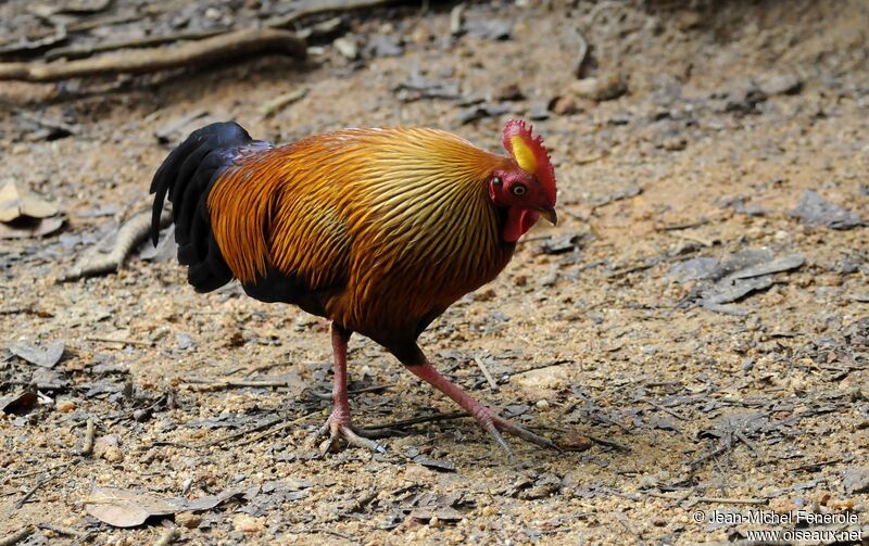 Sri Lanka Junglefowl