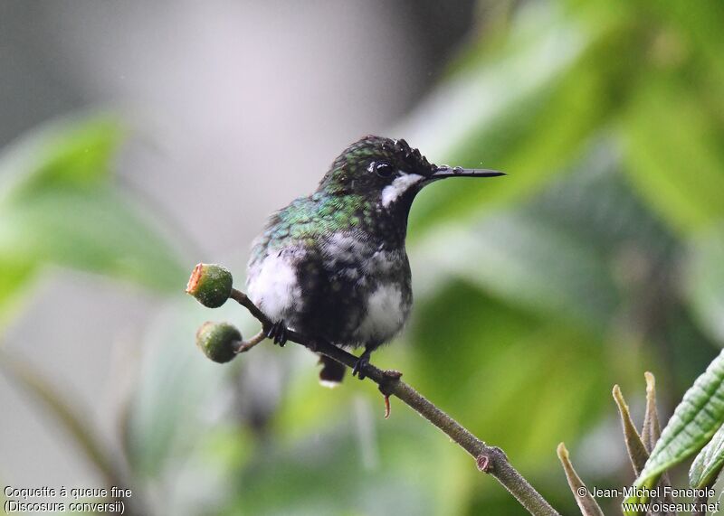 Green Thorntail