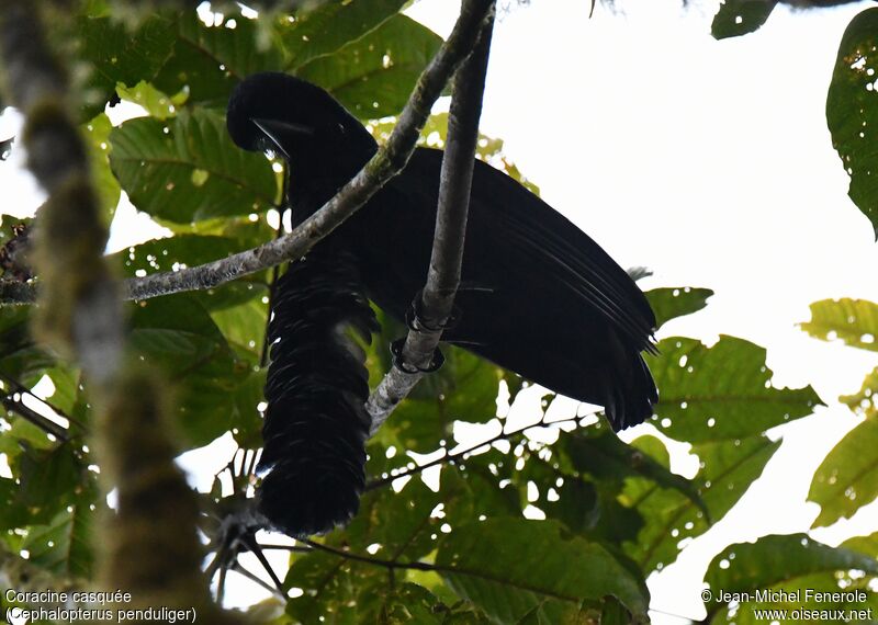 Long-wattled Umbrellabird