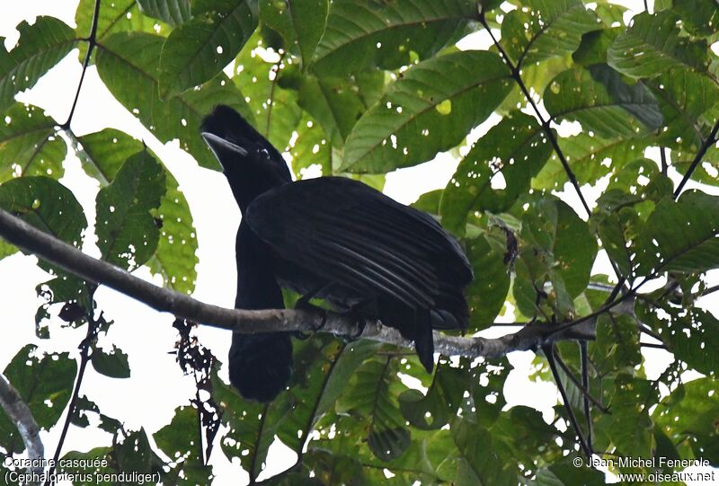 Long-wattled Umbrellabird