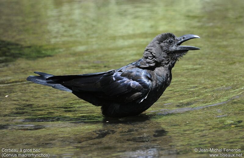 Corbeau à gros bec