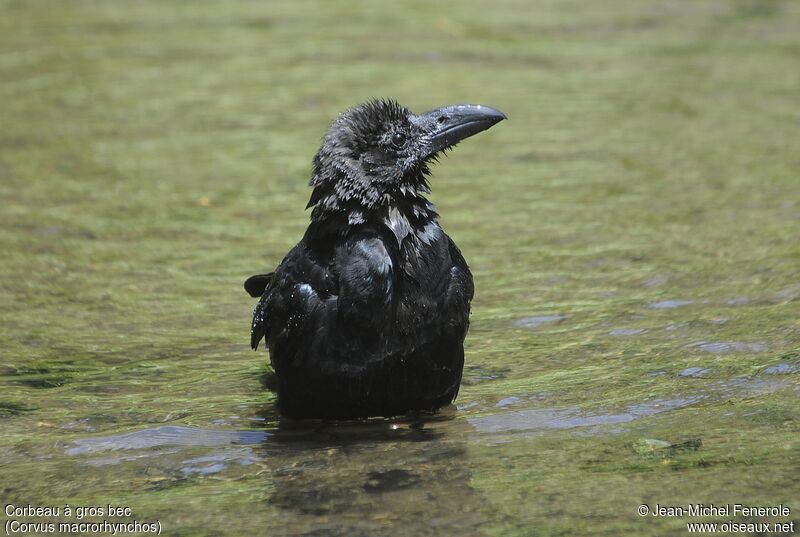 Large-billed Crow