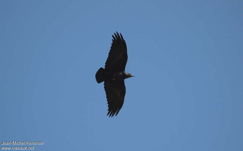 Corbeau à queue courteadulte, Vol, Comportement