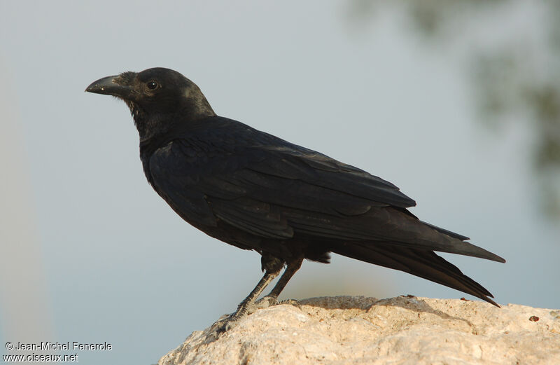 Corbeau à queue courte