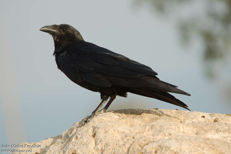 Corbeau à queue courte, habitat, Comportement