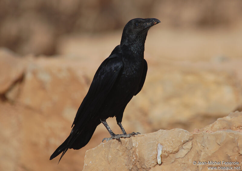 Corbeau à queue courte