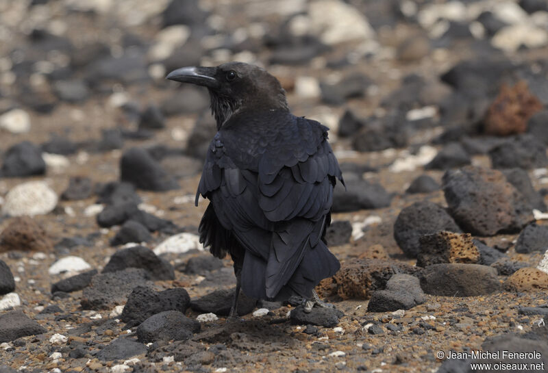 Brown-necked Raven