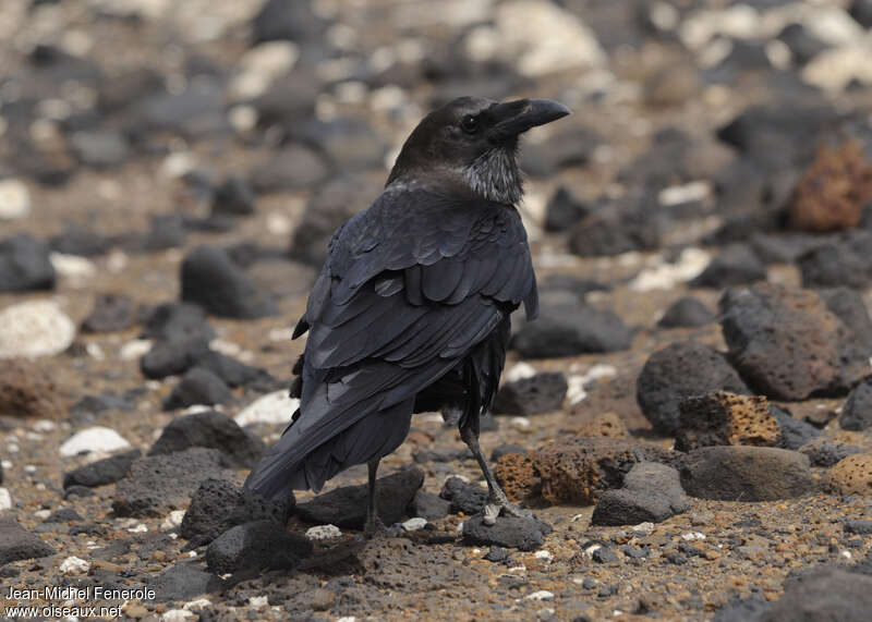 Brown-necked Ravenadult