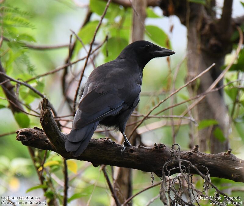 New Caledonian Crow