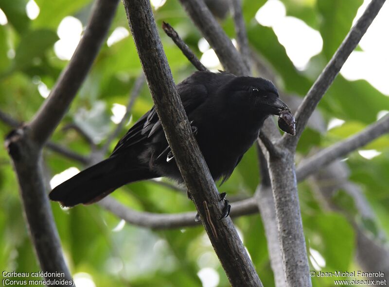 Corbeau calédonien