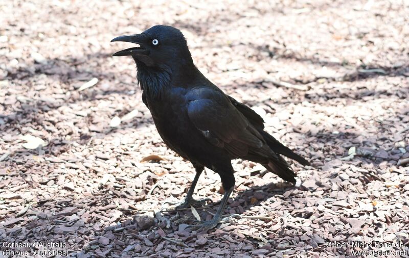 Australian Raven