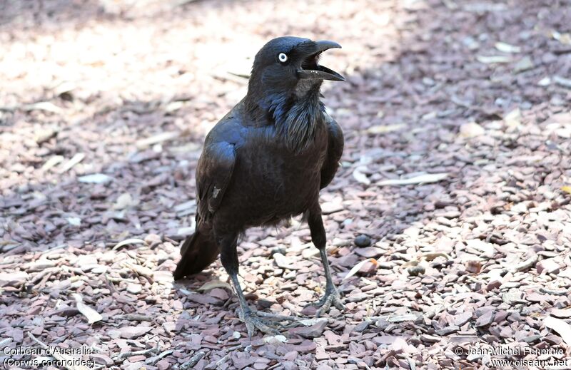 Australian Raven