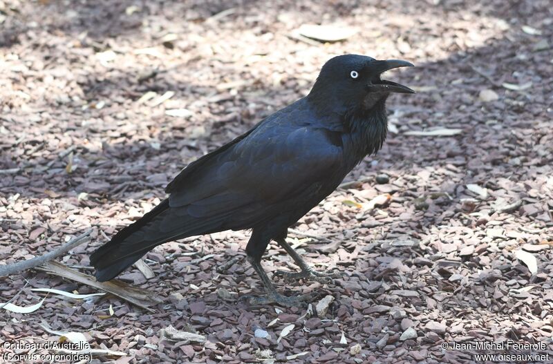 Corbeau d'Australie