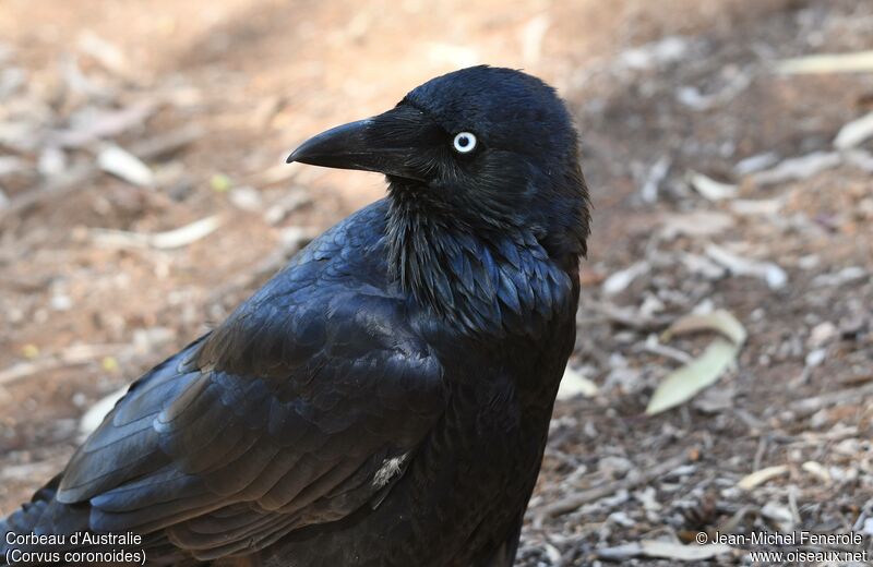 Australian Raven