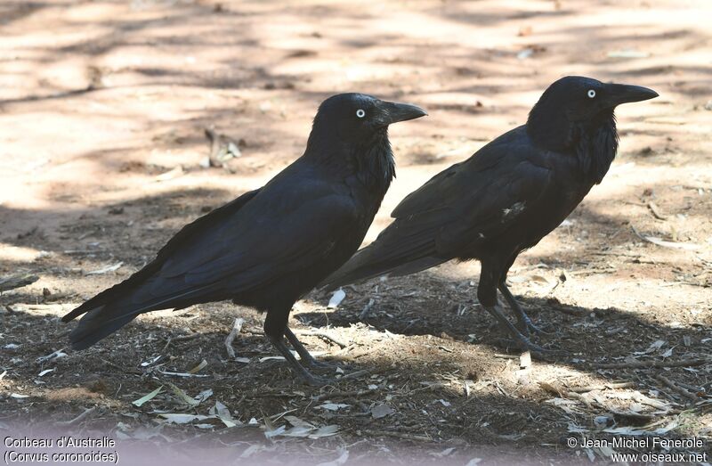 Corbeau d'Australie