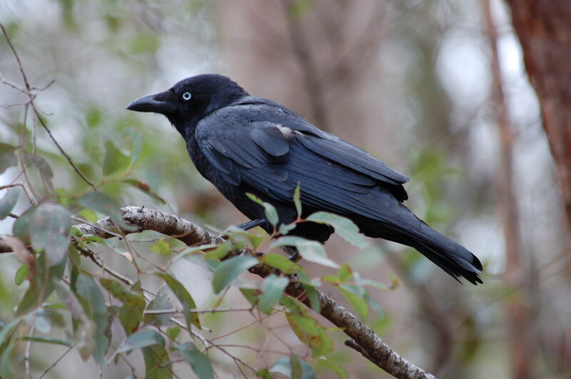 Torresian Crowadult, identification